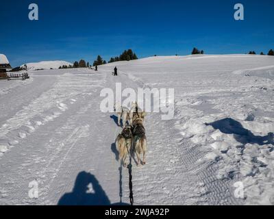 Schlittenhund mit Huskyhunden im Schnee Berge weißer Hintergrund in den dolomiten auf sonnigem Tagesblick vom Schlitten mit Hunden laufen. Stockfoto