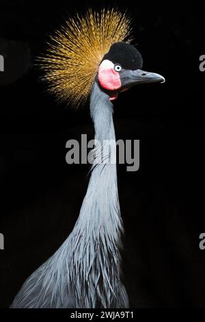 Ein grauer Krönungskran, isoliert vor einem dunklen schwarzen Hintergrund Stockfoto