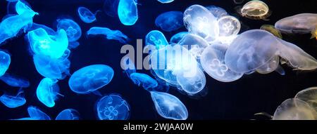 Quallen ändert verschiedene Farben unter fluoreszierender Beleuchtung schwimmen in großen Ozeanarium vor schwarzem Hintergrund Nahaufnahme. medusa-Gruppe. Stockfoto