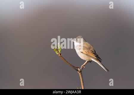 Vogel Whitethroat Sylvia communis männlich Polen, Europa Stockfoto