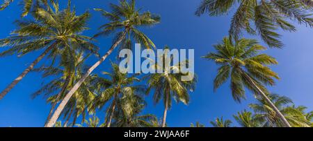 Grüne Palme vor blauem Himmel und weißen Wolken. Blick von unten auf Palmen, tropischen Wald vor blauem Himmel, tropisches Naturmuster. Entspannend Stockfoto