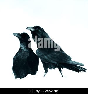 Wunderschöner Rabe Corvus Corax, der auf der Niederlassung Nordpolen Europa sitzt, alte alte alte Filter Stockfoto