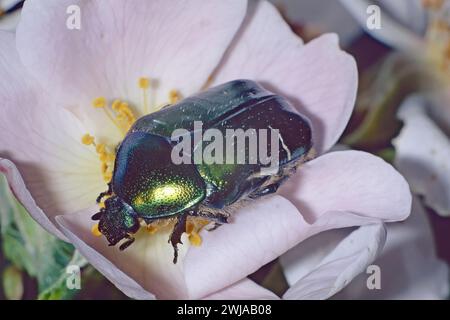 Grüner Rosen-Schaber ernährt sich von einer Blume, Cetonia aurata, Scarabaeidae Stockfoto