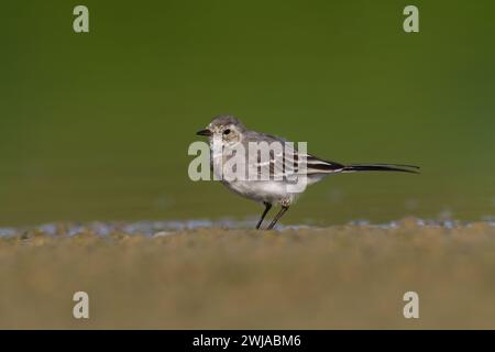 Vogel weiß Bachtail Motacilla alba kleiner Vogel mit langem Schwanz auf hellbraunem Hintergrund, Polen Europa Stockfoto