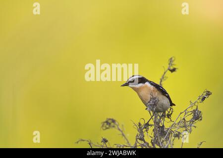 Vogel Whinchat Saxicola rubetra - Vogel sitzt auf dem Unkraut, männlich, erstaunlicher Hintergrund mit warmem Licht Sommerzeit Polen, Europa Stockfoto