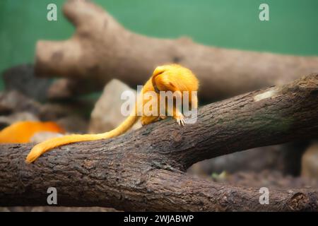 Goldener Löwe Tamarin auf einem Baumzweig Stockfoto