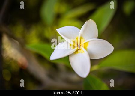 Weiße tropische Blume Frangipani über wunderschönem grünen, üppigen Laub, sonnigem exotischem Garten. Ruhige Natur aus der Nähe, romantisch, liebe Plumeria. Spa Stockfoto