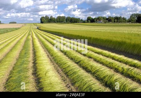 Flachsanbau: Ernte durch Aufziehen von Handvoll Flachsstielen an den Wurzeln, im Sommer in Nordfrankreich Stockfoto
