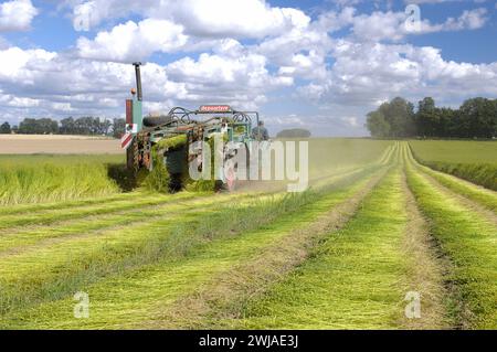 Flachsanbau: Ernte durch Aufziehen von Handvoll Flachsstielen an den Wurzeln, im Sommer in Nordfrankreich Stockfoto