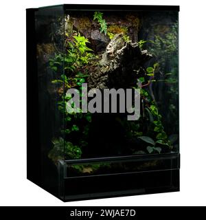 Exotische Terrarienpflanzen Stockfoto