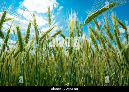 Nahaufnahme unreifer grüner Triticale-Ohren gegen den blauen Himmel Stockfoto