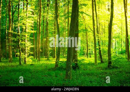 Sonnenlicht im frischen grünen Wald, Sommerblick Stockfoto