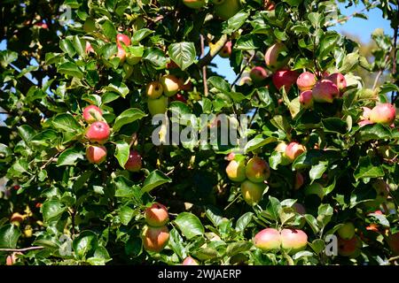 Voll beladene reife rote Äpfel auf einem Obstbaumbaum am Stadtrand, Donyatt, Somerset, Großbritannien, Europa. Stockfoto