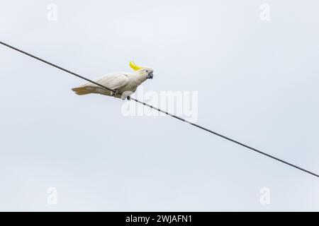 Kakadu-Papagei sitzt auf einem Draht in Australien. Schwefelkreppige Cacatua galerita. Großer weißer und gelber Kakadu mit naturweißem Hintergrund Stockfoto