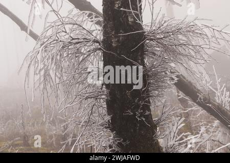 Rauhreif und Nebel im Wald Stockfoto