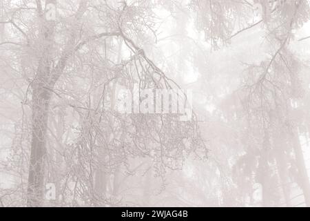 Rauhreif und Nebel im Wald Stockfoto