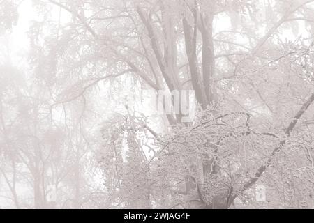 Rauhreif und Nebel im Wald Stockfoto