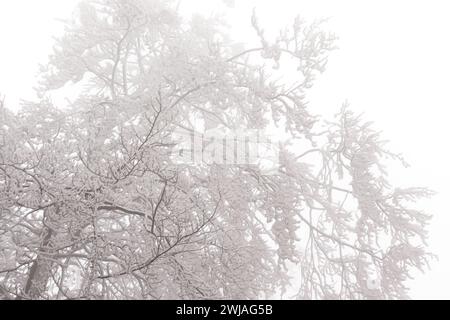 Rauhreif und Nebel im Wald Stockfoto