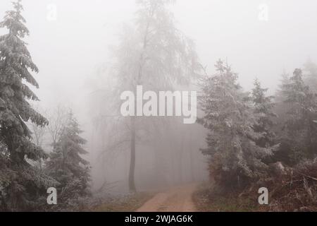 Rauhreif und Nebel im Wald Stockfoto