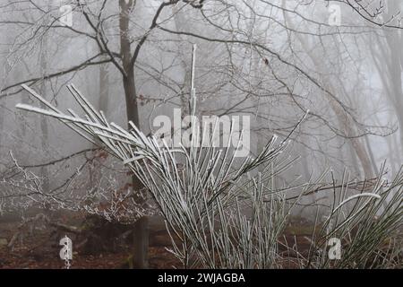 Rauhreif und Nebel im Wald Stockfoto