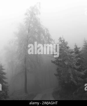 Rauhreif und Nebel im Wald Stockfoto