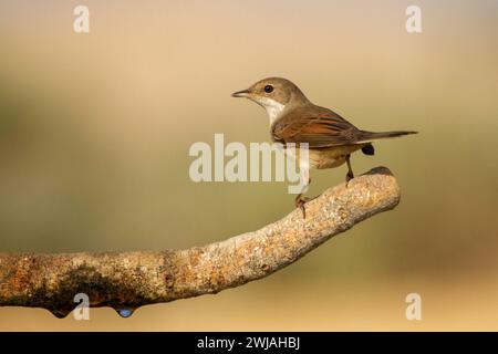 Weißes oder größeres weißes Rotmeer (Curruca communis) Stockfoto