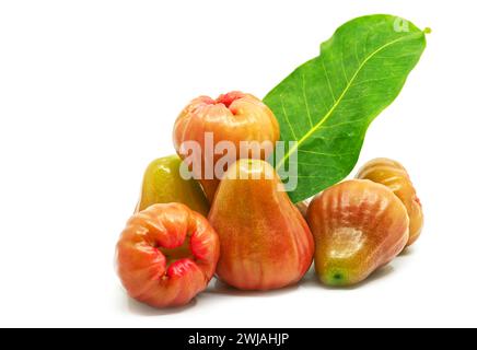Thailand Fruit, Eine Gruppe Rosenapfel auf weißem Hintergrund mit seinem Blatt als Dekoration, schließen Sie einen Haufen Rosenapfel oder Chomphu in Thailand Stockfoto