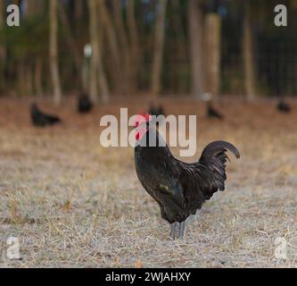 Austerlorp Hahn bleibt zwischen der Kamera und seinen Hennen, während sie auf einer Weide in North Carolina frei sind. Stockfoto