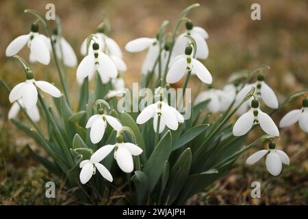 Blühende Schneeglöckchen auf einer Lichtung in einem Wald oder Park. Erste Frühlingsblumen. Busch von Schneeglöckchen, Nahaufnahme. Galanthus nivalis. Stockfoto