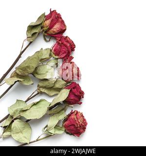 Rosafarbene Rosen auf weißem Hintergrund, Draufsicht, Kopierraum. Tote Rosen aus nächster Nähe. Das Konzept von Einsamkeit, Alter, Traurigkeit, Alter, unglücklicher Liebe, Verlust. Stockfoto