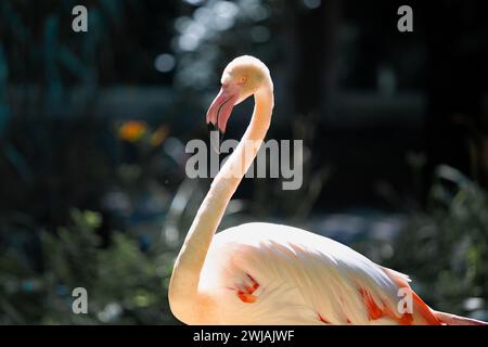 Ein rosafarbener Flamingo steht im Freien vor einem Hintergrund von grünen Bäumen und Gras in der Sonne. Flamingo in der Sonne, Nahaufnahme Stockfoto