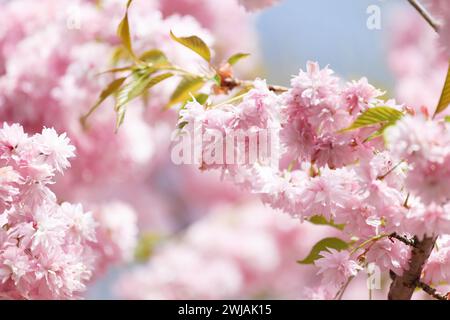 Üppige Zweige eines blühenden Sakura-Baumes, rosafarbene Doppelblumen japanischer Kirsche. Hintergrund mit Blumenmotiv im Frühling. Blühender Baum. Sakura-Zweige Stockfoto