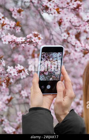 Die Hände eines Fotografen machen Fotos von einem blühenden Pflaumenbaum auf ihrem Handy. Smartphone in den Händen vor dem Hintergrund einer Flowe Stockfoto