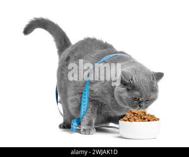 Eine fette britische Katze, in ein Maßband gewickelt, isst Futter aus einer vollen Schüssel. Gewichtsverlust-Konzept. Schottische Katze, die ein Maßband auf einem Weißen trägt Stockfoto