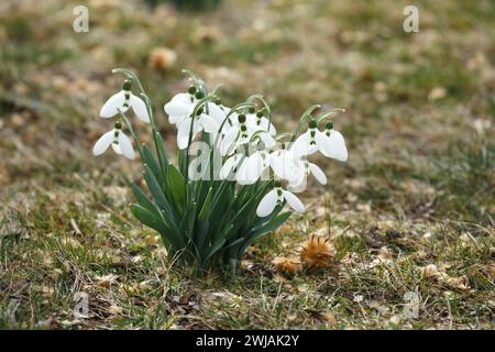 Blühende Schneeglöckchen auf einer Lichtung in einem Wald oder Park. Erste Frühlingsblumen. Busch von Schneeglöckchen. Galanthus nivalis. Stockfoto