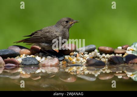 Vogel weiblich oder jung Schwarzer Redstart Phoenicurus ochruros kleiner Vogel auf grünem Hintergrund Stockfoto