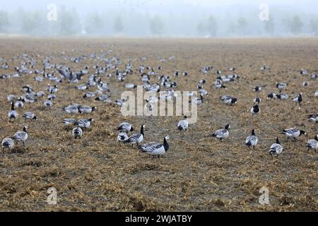 Eine große Anzahl wandernder Barnacle Gänse, Branta leucopsis, die an einem nebeligen Morgen des Frühherbstes in Südfinnland auf dem Feld unterwegs sind. Stockfoto