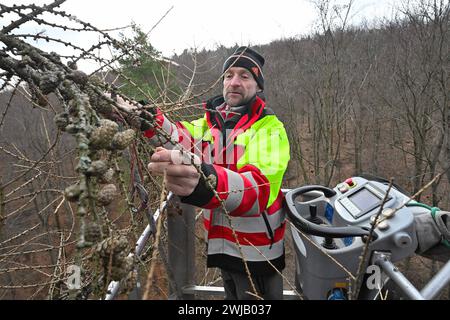 Lärchensaatguternte im Forstbezirk Eibenstock Forstwirte des Forstbezirkes Eibenstock,im Bild Forstwirtschaftsmeister Michael Münzer, ernten Lärchenzapfen am Kirchbergweg im Revier Conradswiese. Die Zapfen wiesen eine überdurchschnittliche Ausbeute an Samen auf die zukünftig in Baumschulen angezogen werden. Pro Tag werden mittels mobiler Hebebühne in schneller 25 Meter Höhe bis zu 40 kg Zapfen gewonnen, war etwa 72,000 Samen entsprechen. Damit können über 100 ha oder ca. 160 Fußballfelder bepflanzt werden. Vorgesehen sind die späteren Jungpflanzen für eine schnelle Wiederbewaldung von Kahlflächen, Stockfoto