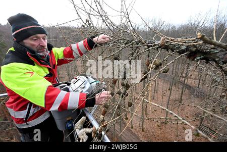 Lärchensaatguternte im Forstbezirk Eibenstock Forstwirte des Forstbezirkes Eibenstock,im Bild Forstwirtschaftsmeister Michael Münzer, ernten Lärchenzapfen am Kirchbergweg im Revier Conradswiese. Die Zapfen wiesen eine überdurchschnittliche Ausbeute an Samen auf die zukünftig in Baumschulen angezogen werden. Pro Tag werden mittels mobiler Hebebühne in schneller 25 Meter Höhe bis zu 40 kg Zapfen gewonnen, war etwa 72,000 Samen entsprechen. Damit können über 100 ha oder ca. 160 Fußballfelder bepflanzt werden. Vorgesehen sind die späteren Jungpflanzen für eine schnelle Wiederbewaldung von Kahlflächen, Stockfoto