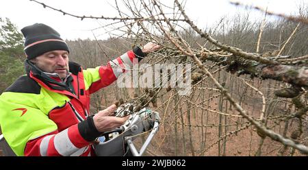 Lärchensaatguternte im Forstbezirk Eibenstock Forstwirte des Forstbezirkes Eibenstock,im Bild Forstwirtschaftsmeister Michael Münzer, ernten Lärchenzapfen am Kirchbergweg im Revier Conradswiese. Die Zapfen wiesen eine überdurchschnittliche Ausbeute an Samen auf die zukünftig in Baumschulen angezogen werden. Pro Tag werden mittels mobiler Hebebühne in schneller 25 Meter Höhe bis zu 40 kg Zapfen gewonnen, war etwa 72,000 Samen entsprechen. Damit können über 100 ha oder ca. 160 Fußballfelder bepflanzt werden. Vorgesehen sind die späteren Jungpflanzen für eine schnelle Wiederbewaldung von Kahlflächen, Stockfoto