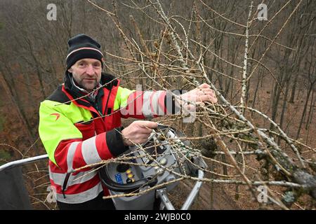 Lärchensaatguternte im Forstbezirk Eibenstock Forstwirte des Forstbezirkes Eibenstock,im Bild Forstwirtschaftsmeister Michael Münzer, ernten Lärchenzapfen am Kirchbergweg im Revier Conradswiese. Die Zapfen wiesen eine überdurchschnittliche Ausbeute an Samen auf die zukünftig in Baumschulen angezogen werden. Pro Tag werden mittels mobiler Hebebühne in schneller 25 Meter Höhe bis zu 40 kg Zapfen gewonnen, war etwa 72,000 Samen entsprechen. Damit können über 100 ha oder ca. 160 Fußballfelder bepflanzt werden. Vorgesehen sind die späteren Jungpflanzen für eine schnelle Wiederbewaldung von Kahlflächen, Stockfoto