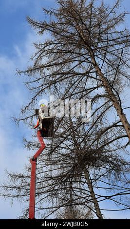 Lärchensaatguternte im Forstbezirk Eibenstock Forstwirte des Forstbezirkes Eibenstock ernten Lärchenzapfen Foto am Kirchbergweg im Revier Conradswiese. Die Zapfen wiesen eine überdurchschnittliche Ausbeute an Samen auf die zukünftig in Baumschulen angezogen werden. Pro Tag werden mittels mobiler Hebebühne in schneller 25 Meter Höhe bis zu 40 kg Zapfen gewonnen, war etwa 72,000 Samen entsprechen. Damit können über 100 ha oder ca. 160 Fußballfelder bepflanzt werden. Vorgesehen sind die späteren Jungpflanzen für eine schnelle Wiederbewaldung von Kahlflächen, was angesichts der Schäden durch Sturm und B Stockfoto