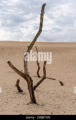 Große Wanderdüne in Leba Stockfoto