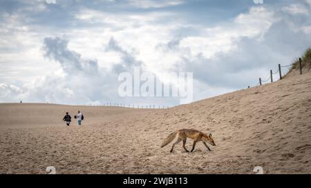 Große Wanderdüne in Leba Stockfoto