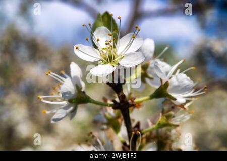 Blühender Schwarzdorn (Prunus spinosa) thornbusch (Wartezeit). Waldsteppe von Ciscaucasia. Makro Stockfoto