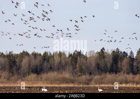 Ein Beispiel für die Mischüberwinterung von Wasservögeln (Anser fabalis) und Singschwan (Cygnus cygnus) auf landwirtschaftlichen Flächen (Maisfeldern) im Norden Stockfoto