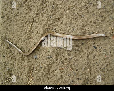 Anguine-Eidechse (Anguis fragilis, Bronzehund) in Sandpmaschinenanlagen. Kiefernborealer Wald. Ostsee Ostküste Stockfoto