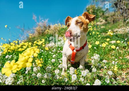 Porträt von Jack russell Terrier, der die Nase auf einer Frühlingswiese mit weißen und gelben Blüten leckt. Allergiekonzept. Сaring für Tiere gegen Parasiten in Stockfoto