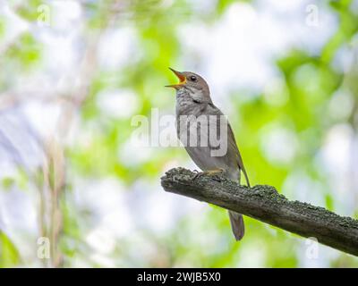 Er singt Nachtigall auf einem Baumzweig im Wald Stockfoto