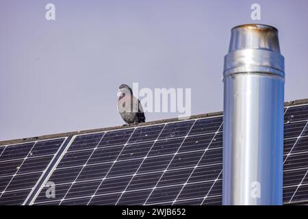 Eine einzelne Taube sitzt auf einem Dach mit einem Kamin, der mit schmutzigen Solarpaneelen bedeckt ist, die durch Kot verursacht werden Stockfoto